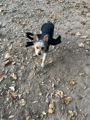 Lexington Terrace Bark Park