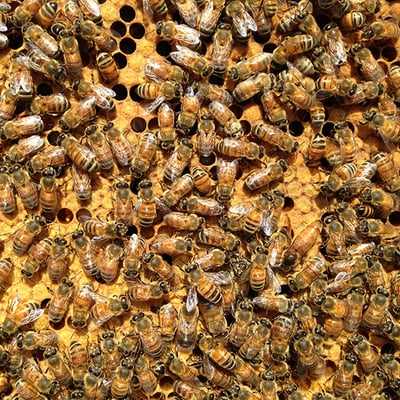 Hudson Valley Bee Supply