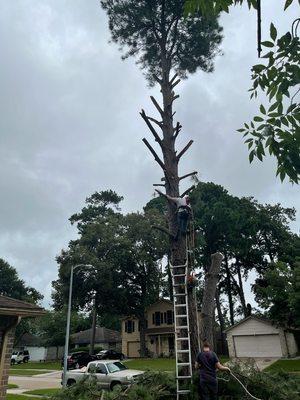 affordable professional complete tree services