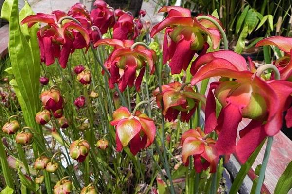 Umbrella-like sarracenia flowers trick bees hoping to collect nectar into being their next meal.