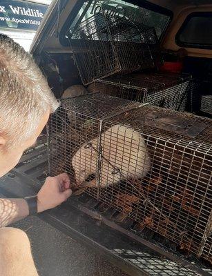 Albino Opossum