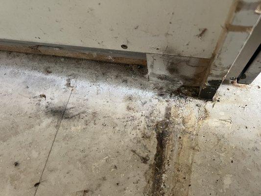 Mold remediation