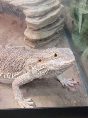 Beardie