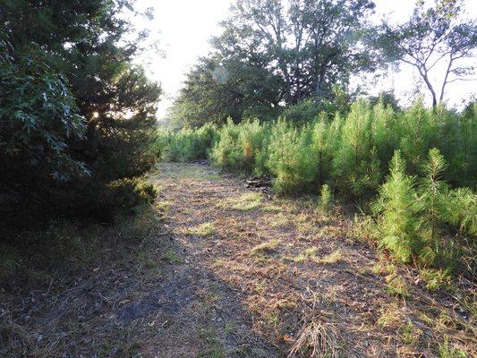 Access road with young and mature pines on wooded property for sale near the Sam Houston National Forest.