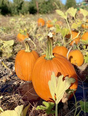 Pumpkin Patch