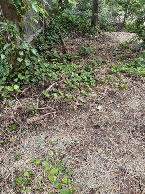 Wood chips and ivy debris not cleaned