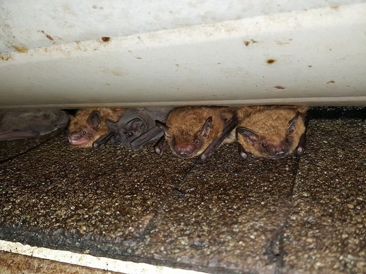 bats under the roof line