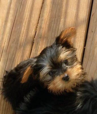 Yorkie