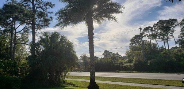 Sylvester palm that was trimmed