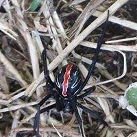 Is this a black widow?