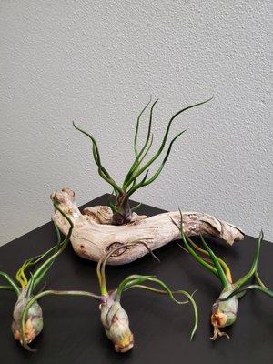 Bulbosa