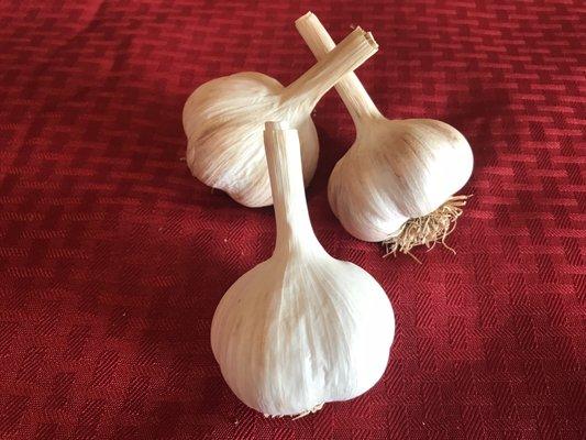 German Red hardneck garlic for sale. Grown in the USA at Tamarack Garlic Farm in Trempealeau, Wisconsin.