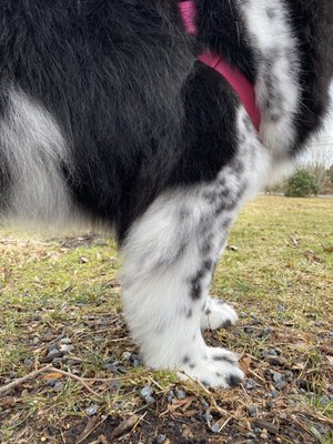 This hair on her legs and paws is often very long and I love how they trimmed here!