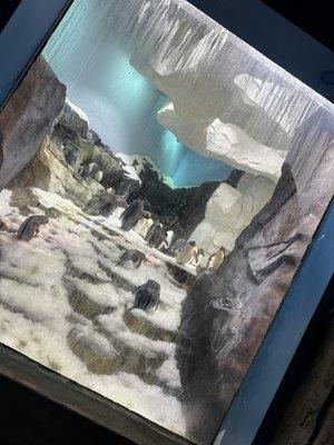 Penguin exhibit