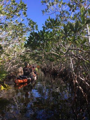 Mangrove