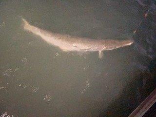 Alligator Gar caught of the pier@