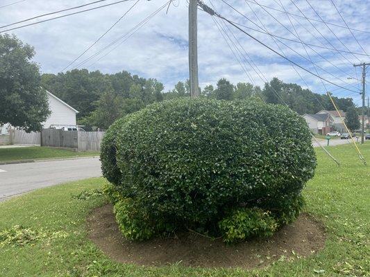 Bush trimming !