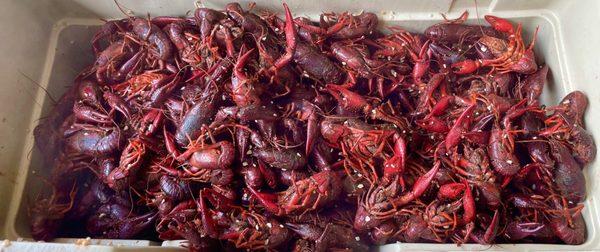 1-800 CRAWFISH