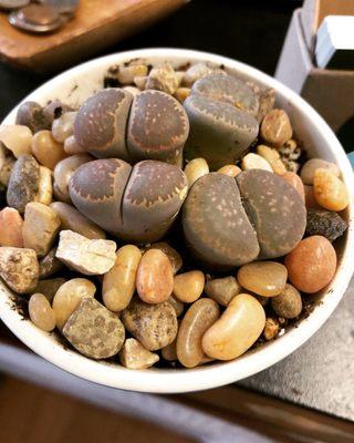 lithops, living stones