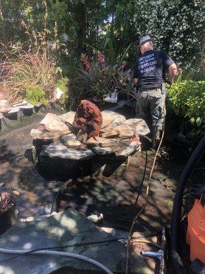 Cleaning and fixing leaks in a fish pond.