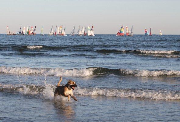 Layla Running on Galveston Beach