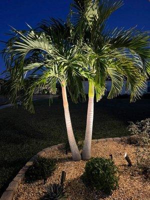 Christmas palm