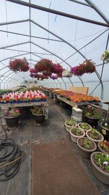 Our greenhouses are stocked with flowers and vegetable starters