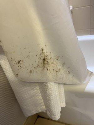 Mold from the shower curtain