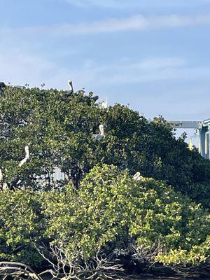 Pelicans in a tree!