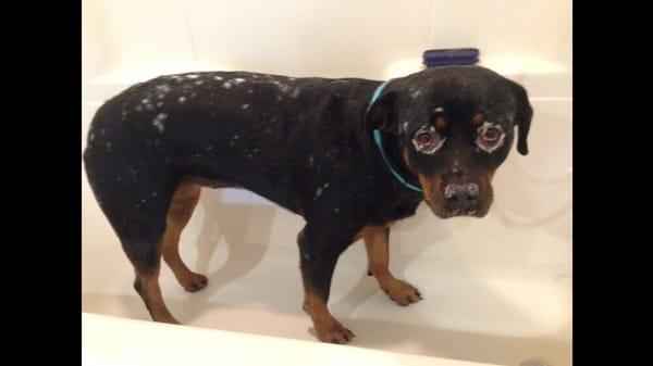 Greta the Rottweiler with a pigmentation disorder.