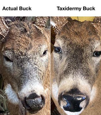 Buck