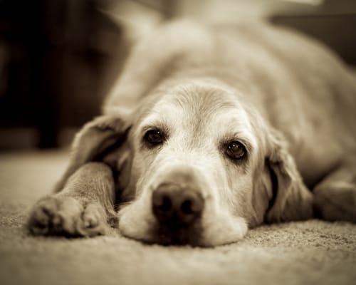 Stephen Bialecki Photography - Pets