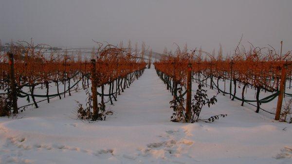 Ruby Magdalena Vineyards