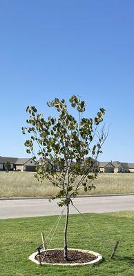 Texas Redbud