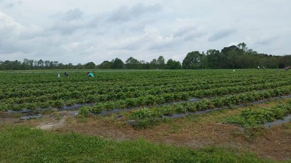 Strawberry farm