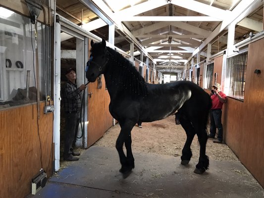 Rivera's Andalusian Farm