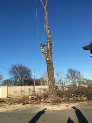 Tree Removal