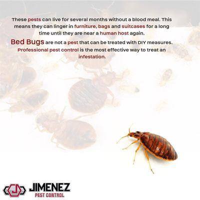 Jimenez's pest identification