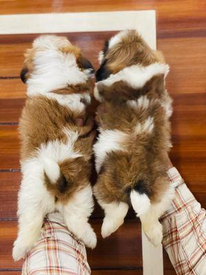 Shih Tzu puppies