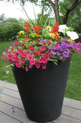 Color displays are popular for front porches and anywhere a pop of color can be appreciated