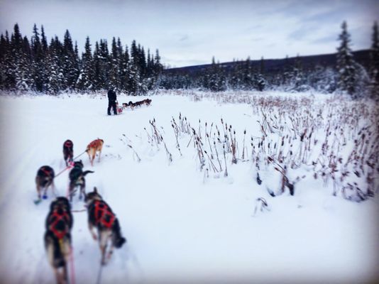 Mushing through the Goldstream Valley