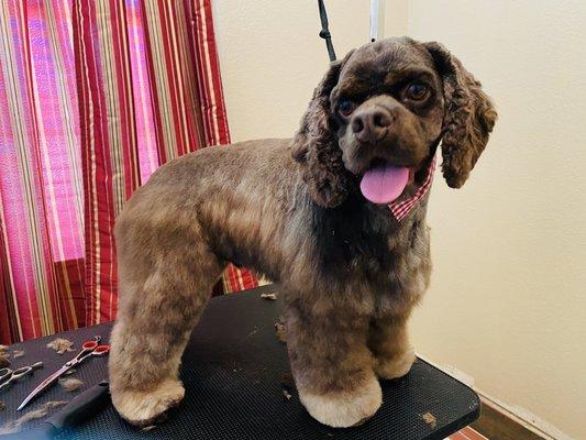 A beautiful cocker cut on a handsome man!