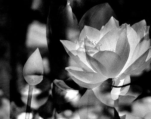 Lotus (infrared)