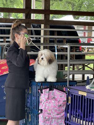 Havanese