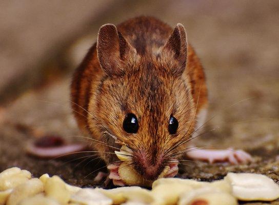 Miche Pest Control provides Rodent Control in Rockville Maryland