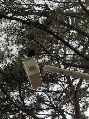 Tree trimming