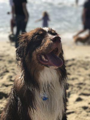 Beach day! Oakley loves to play in the waves!