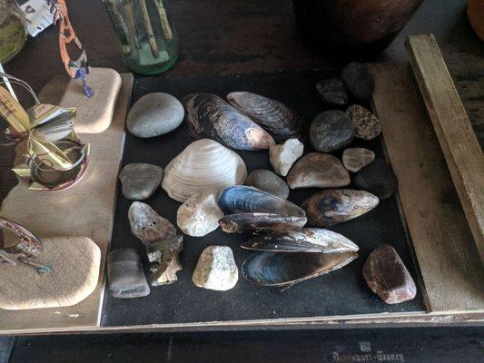 Shell collection