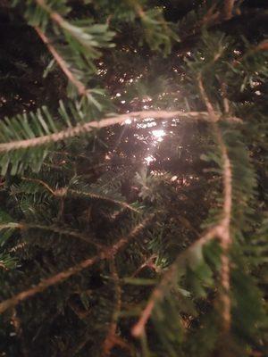 Pine needles falling off immediately.