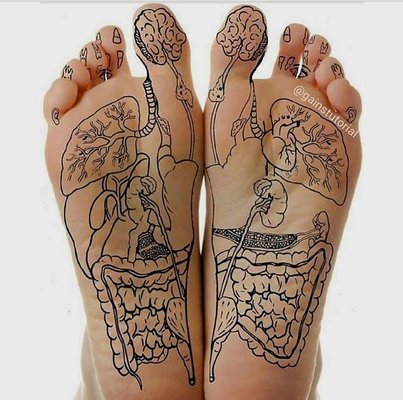 Reflexology map of the corresponding organs & nerves